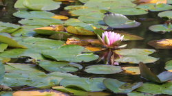 Lillies in pond