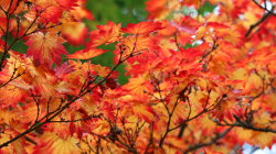 Orange Leaves on Trees