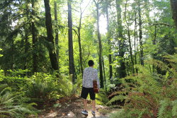 Man looking into Forest