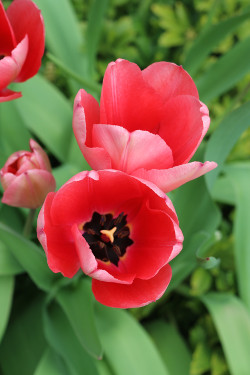 Pink Flowers Closeup