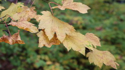 Yellow Leaves