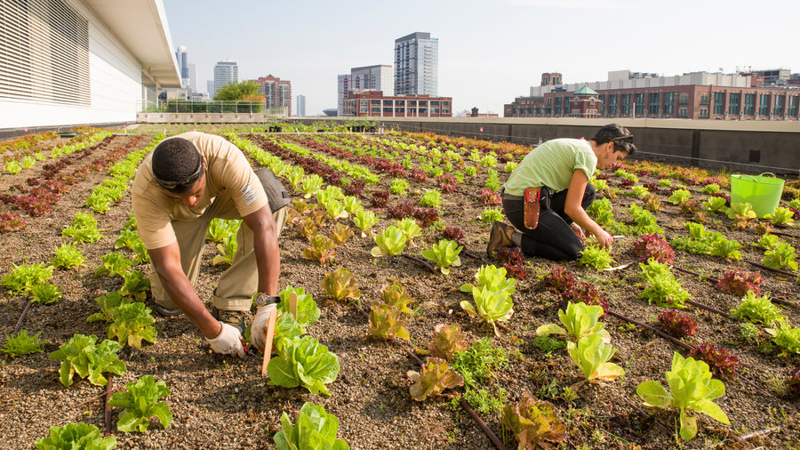 People working in a garden